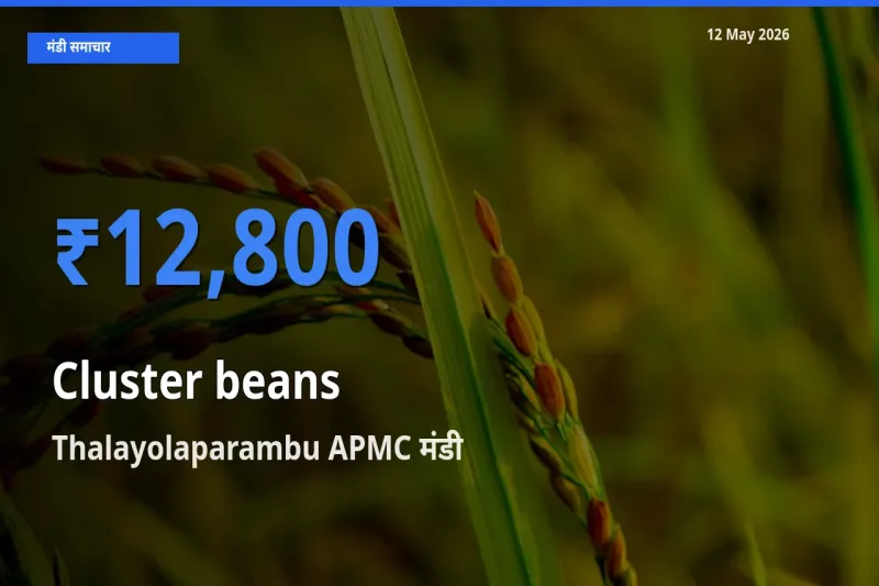 Thalayolaparambu APMC में ग्वार फली का आज सबसे ऊँचा भाव