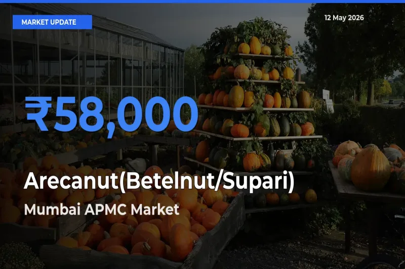 Mumbai APMC Emerges as Top Mandi for Arecanut(Betelnut/Supari) Prices Today