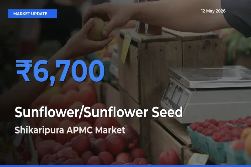 Shikaripura APMC Records Highest ₹6,700 Rate for Sunflower/Sunflower Seed