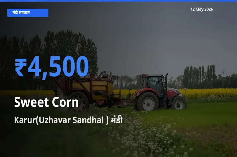 टॉप मंडी बना Karur(Uzhavar Sandhai )! स्वीट कॉर्न के सबसे ऊँचे दाम यहीं दर्ज
