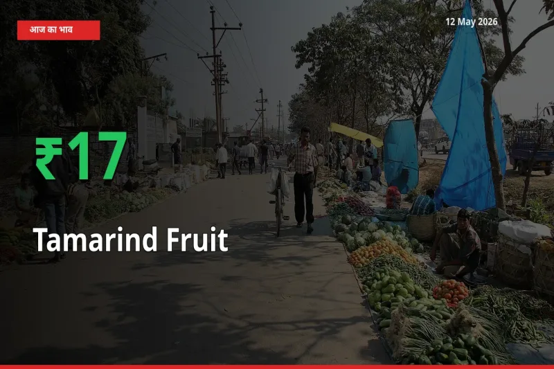 तेज़ तेजी! मंडी में इमली का फल के दाम 16.84% चढ़े