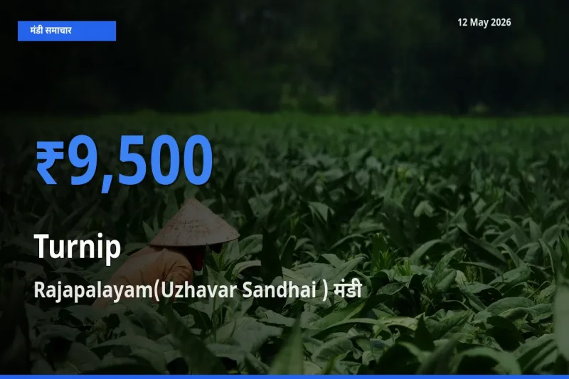 12 May अपडेट: शलजम के सबसे ऊँचे दाम Rajapalayam(Uzhavar Sandhai ) मंडी में