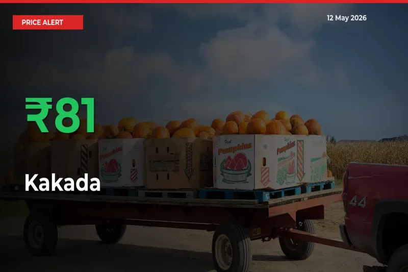 Kakada Prices Rise 80.5% in a Day at Major Mandis