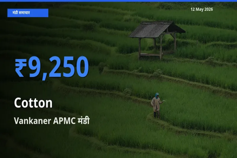 आज कपास के सबसे ऊँचे दाम ₹9,250 Vankaner APMC मंडी में