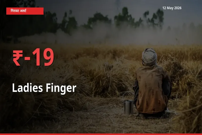 19.05% की गिरावट! मंडी में भिंडी के दाम अचानक टूटे