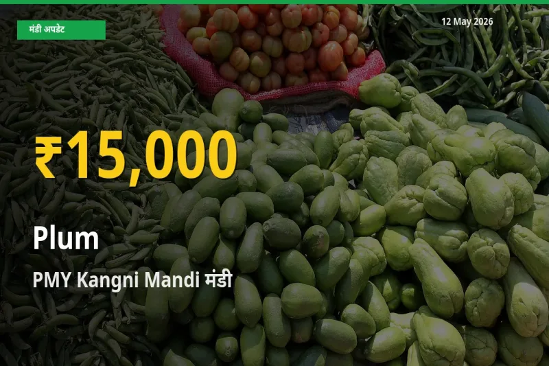 आलूबुखारा के दामों ने बनाया नया रिकॉर्ड, PMY Kangni Mandi में तेज़ी