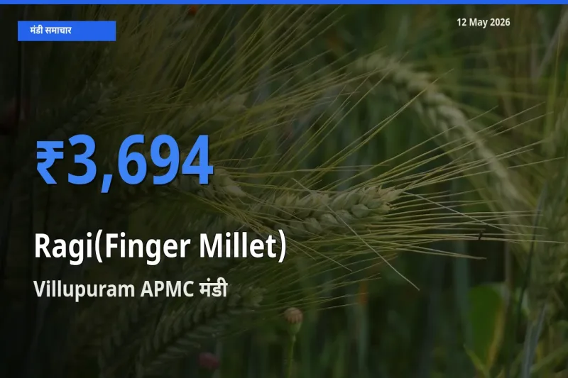 टॉप मंडी बना Villupuram APMC! रागी के सबसे ऊँचे दाम यहीं दर्ज