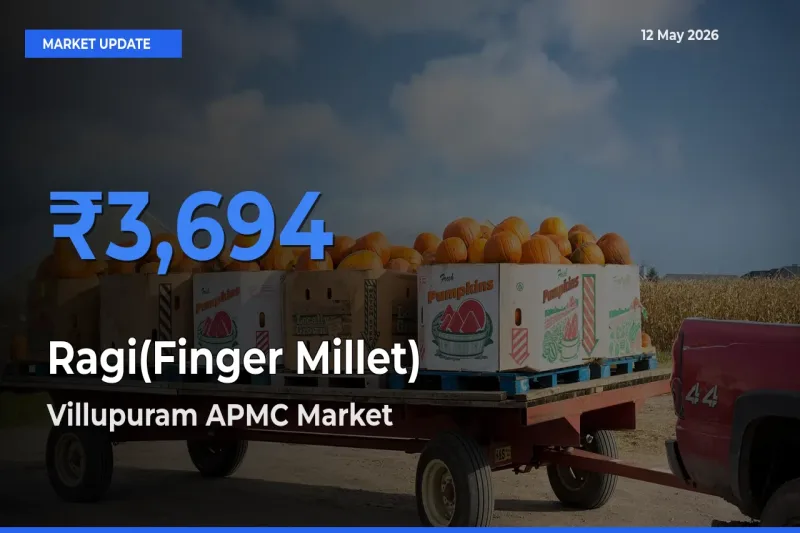 Villupuram APMC Tops Ragi(Finger Millet) Mandi Rates Today