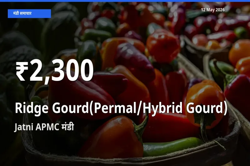 तुरई (पर्मल) के दामों में गिरावट, Jatni APMC में 30 दिन का न्यूनतम भाव