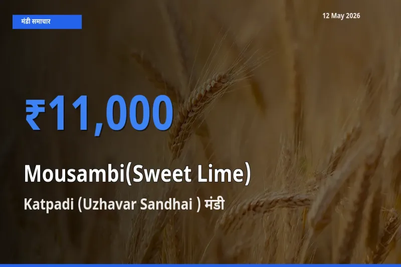 आज का मंडी भाव: मौसंबी के सबसे ज़्यादा दाम Katpadi (Uzhavar Sandhai ) में