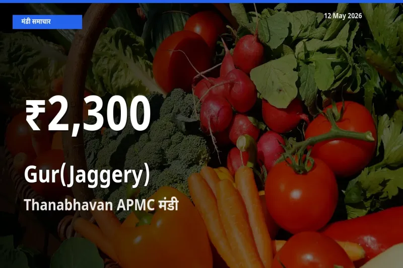 आज का मंडी भाव: Thanabhavan APMC में गुड़ 30 दिन के सबसे कम स्तर पर