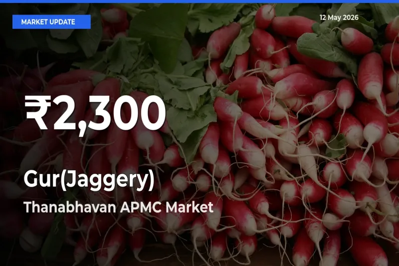 Gur(Jaggery) Prices Touch 30-Day Low in Thanabhavan APMC – May 12 Update