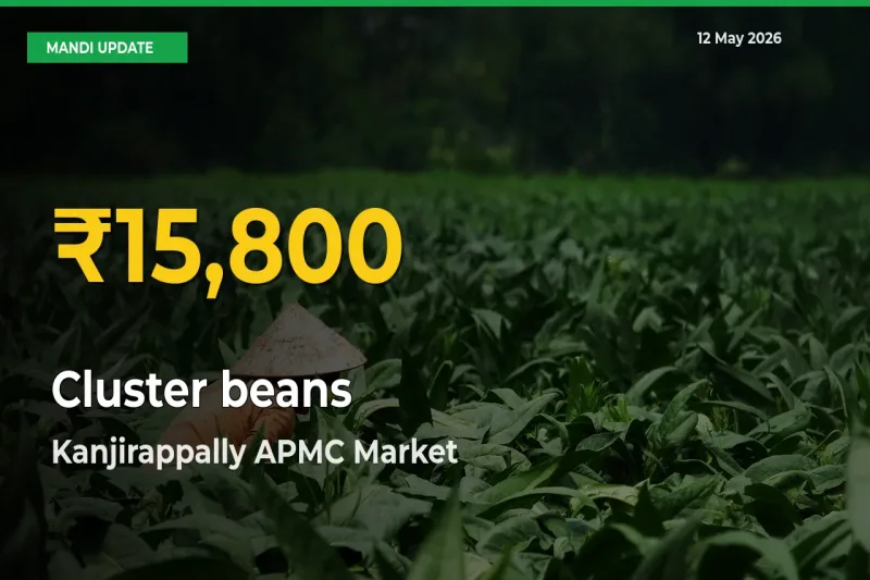 Cluster beans Mandi Rate Surges Today in Kanjirappally APMC – Highest Level in 30 Days
