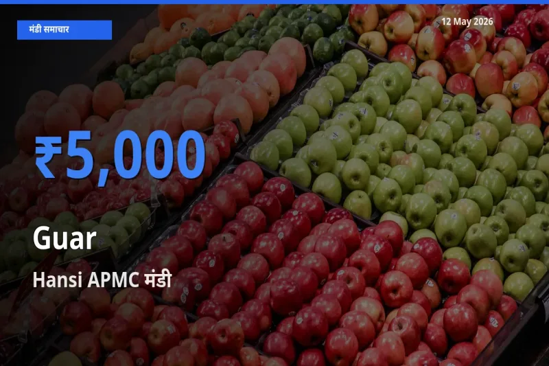 Hansi APMC मंडी में ग्वार ₹5,000 पर पहुँचा – आज का सर्वोच्च भाव