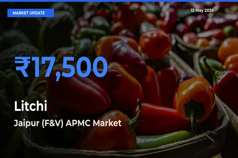 Market Watch: Jaipur (F&V) APMC Becomes Top Mandi for Litchi