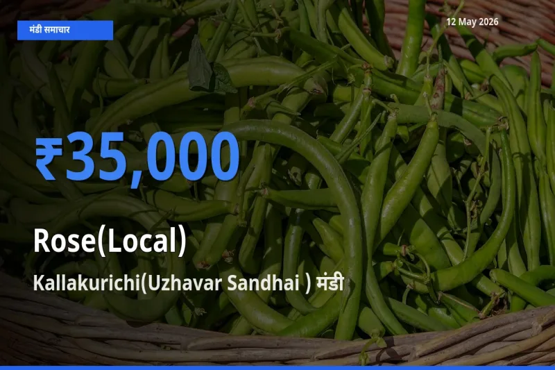 टॉप मंडी बना Kallakurichi(Uzhavar Sandhai )! गुलाब(स्थानीय) के सबसे ऊँचे दाम यहीं दर्ज