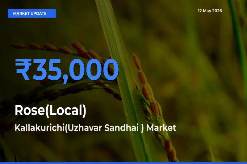 Kallakurichi(Uzhavar Sandhai ) Offers ₹35,000 – Highest Rose(Local) Rate Today