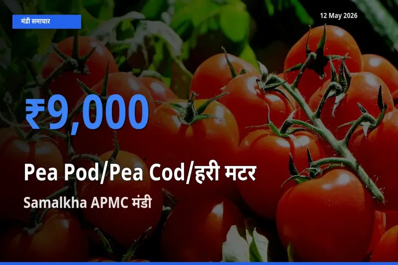 आज मटर की फली के सबसे ऊँचे दाम ₹9,000 Samalkha APMC मंडी में
