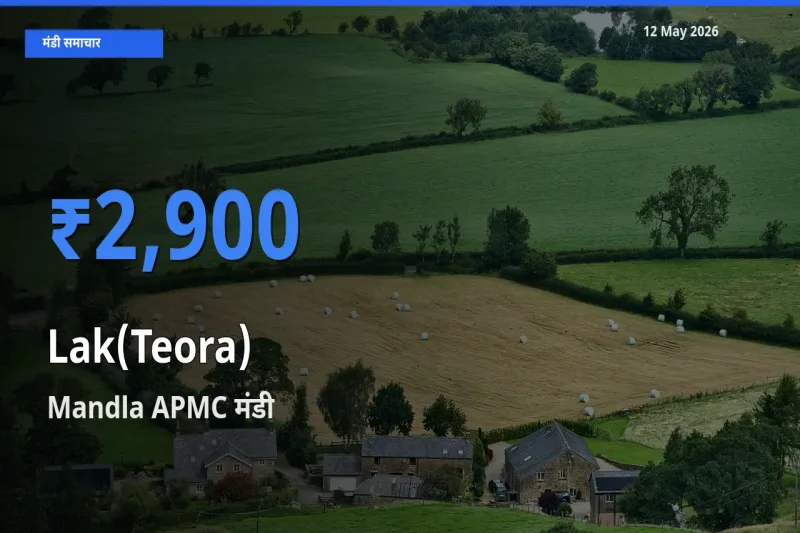 Mandla APMC मंडी में लाक(टेओरा) ₹2,900 पर पहुँचा – आज का सर्वोच्च भाव