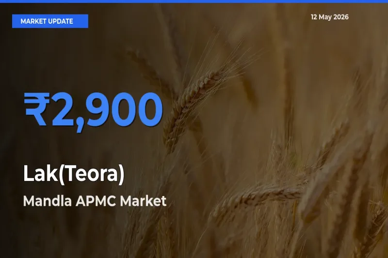 Mandla APMC Leads as Top Mandi for Lak(Teora) Prices