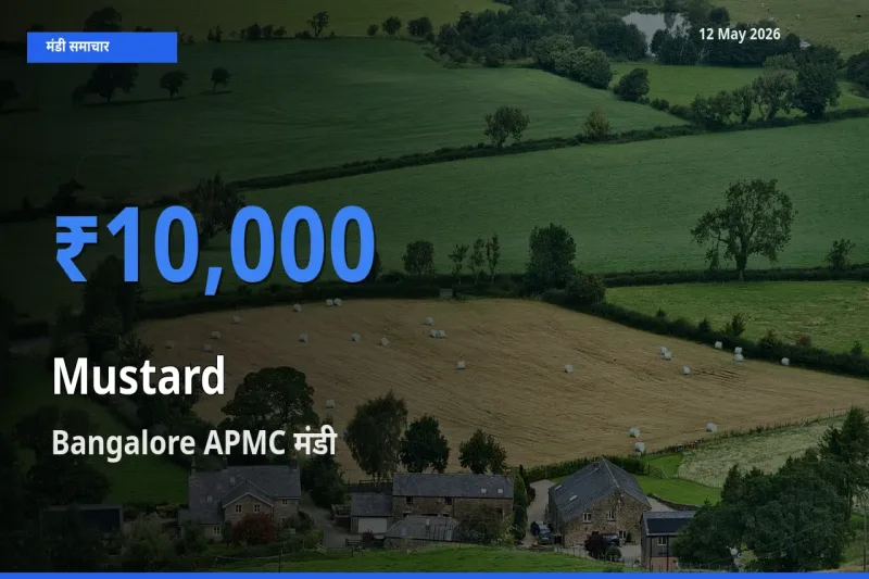 Bangalore APMC मंडी में सरसों ₹10,000 पर पहुँचा – आज का सर्वोच्च भाव
