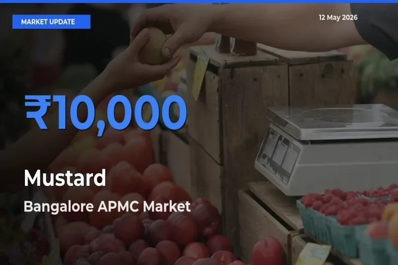 Mustard Mandi Rate Today: Bangalore APMC Tops the List