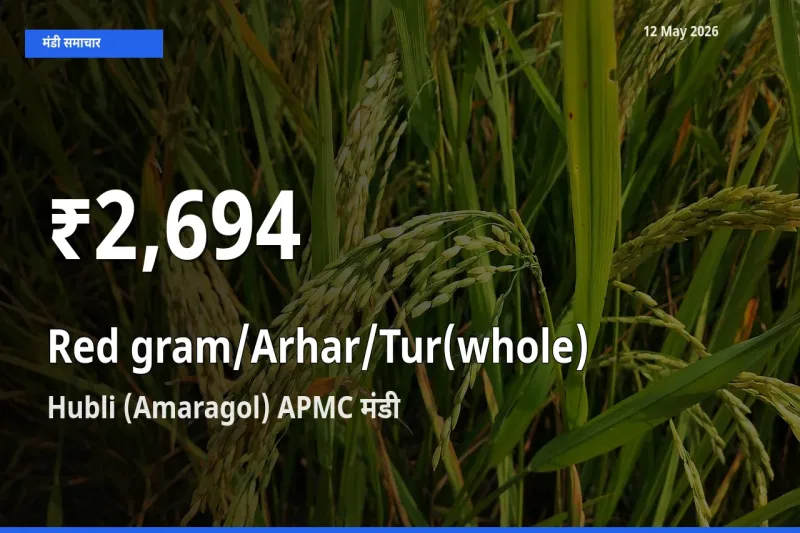 बाज़ार संकेत: साबुत अरहर के भाव Hubli (Amaragol) APMC में 30 दिन के निचले स्तर पर