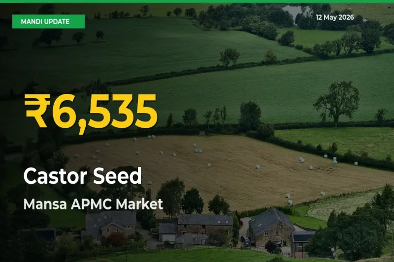 Castor Seed Hits Fresh High in Mansa APMC Today