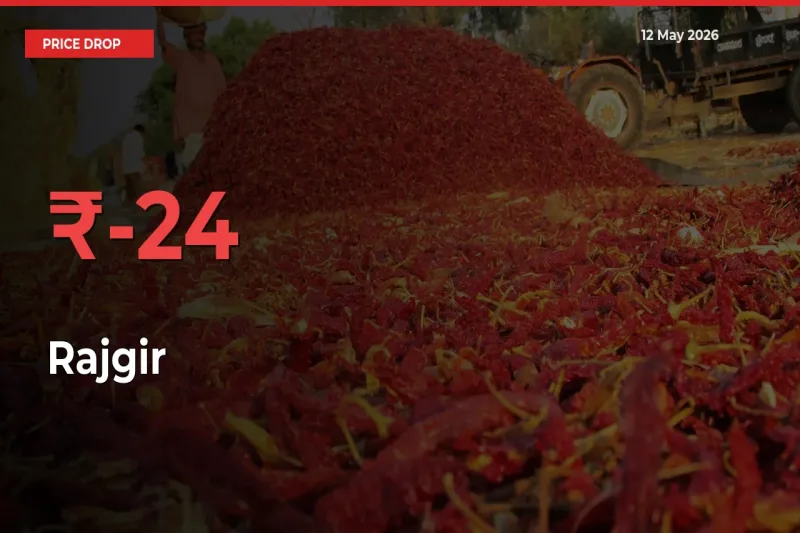 Sharp Fall! Rajgir Prices Plunge 24.44% in a Day at Key Mandis