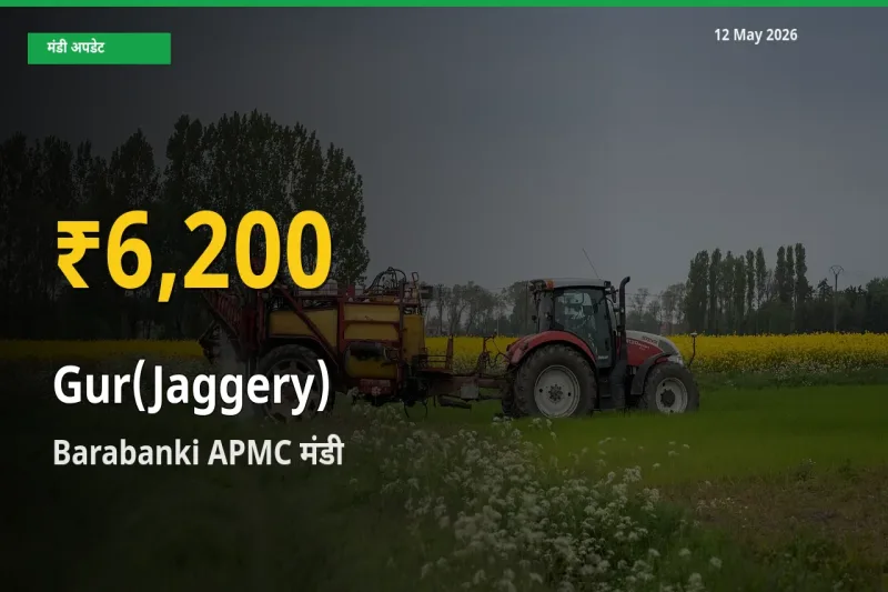 गुड़ के भावों में जबरदस्त उछाल, Barabanki APMC में नया उच्च स्तर