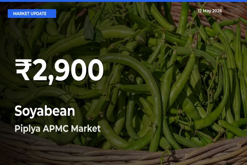 Soyabean Falls to ₹2,900 in Piplya APMC – 30-Day Lowest Rate