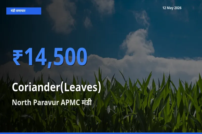 North Paravur APMC में हरा धनिया का आज सबसे ऊँचा भाव