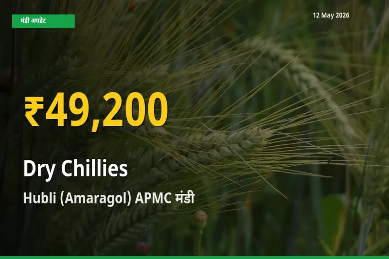 रिकॉर्ड तेज़ी! Hubli (Amaragol) APMC में सूखी लाल मिर्च ₹49,200 पर पहुँचा