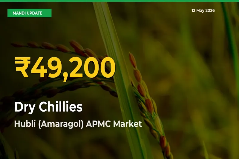 Big Jump in Dry Chillies Prices! Hubli (Amaragol) APMC Records New Peak Today
