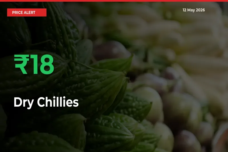 Farmers Cheer as Dry Chillies Prices Surge 18.45% in Local Mandis