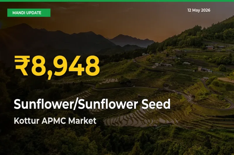 Sunflower/Sunflower Seed Price Hits New High in Kottur APMC Today – Check Latest Mandi Rates