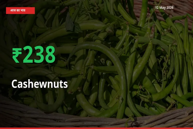 अचानक तेजी! मंडी में काजू के दाम 238.01% चढ़े