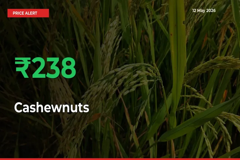 Farmers Cheer as Cashewnuts Prices Surge 238.01% in Local Mandis