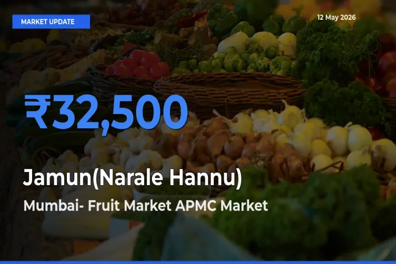 Jamun(Narale Hannu) Mandi Rate Today: Mumbai- Fruit Market APMC Tops the List