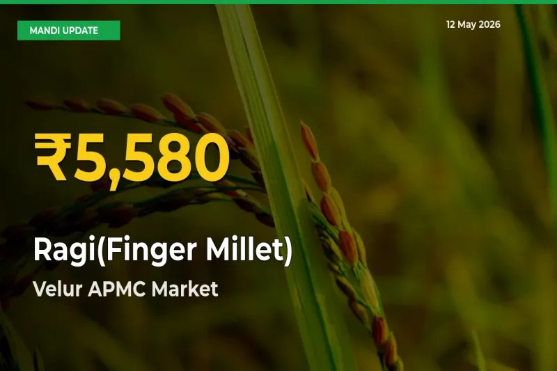 Farmers Benefit as Ragi(Finger Millet) Rate Touches New High in Velur APMC