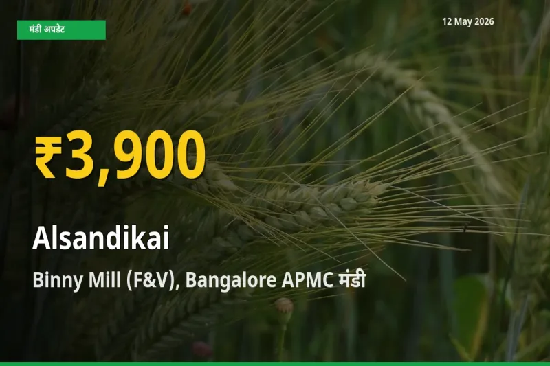 आज Binny Mill (F&V), Bangalore APMC में लोबिया (चावली) की फली के दाम रिकॉर्ड स्तर पर, ताज़ा मंडी भाव जानें