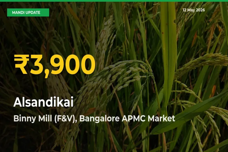Alsandikai Hits Fresh High in Binny Mill (F&V), Bangalore APMC Today