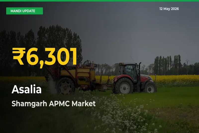 Asalia Price Hits New High in Shamgarh APMC Today – Check Latest Mandi Rates