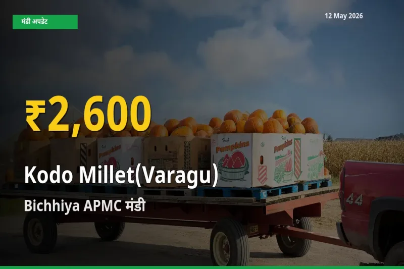 रिकॉर्ड तेज़ी! Bichhiya APMC में कोदो बाजरा ₹2,600 पर पहुँचा