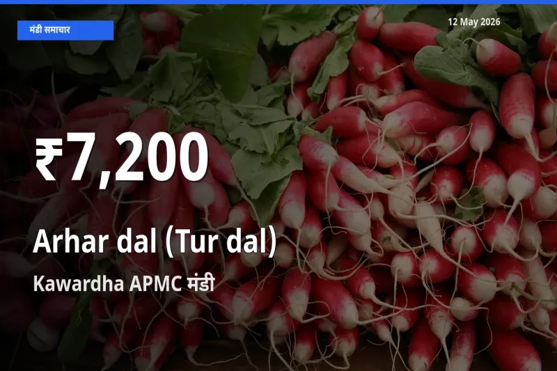 रिकॉर्ड गिरावट नहीं, लेकिन 30 दिन का न्यूनतम! Kawardha APMC में अरहर दाल - स्प्लिट के दाम फिसले