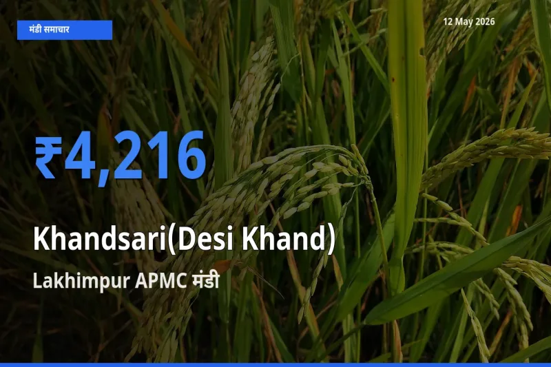 Lakhimpur APMC मंडी में देसी खांड ₹4,216 पर पहुँचा – आज का सर्वोच्च भाव