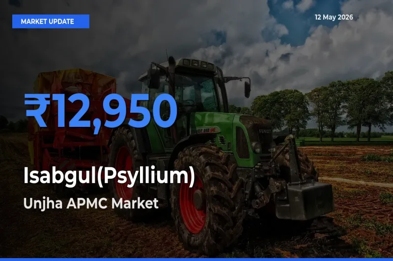 Isabgul(Psyllium) Mandi Rate Today: Unjha APMC Tops the List