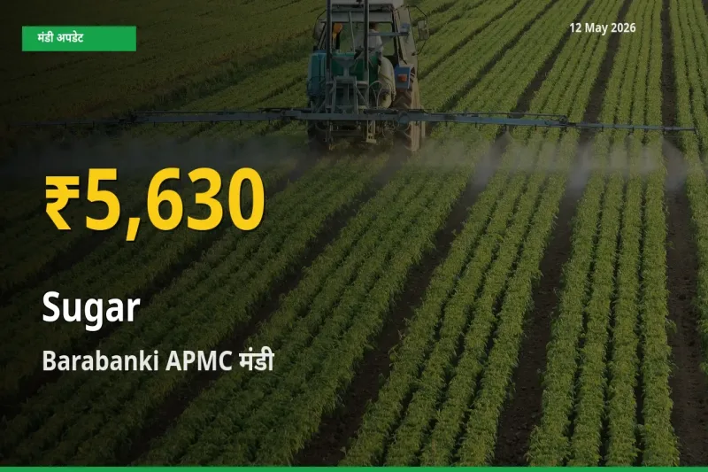 चीनी के दामों ने बनाया नया रिकॉर्ड, Barabanki APMC में तेज़ी