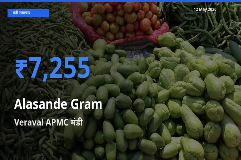 Veraval APMC मंडी में लोबिया (चावली) ₹7,255 पर पहुँचा – आज का सर्वोच्च भाव