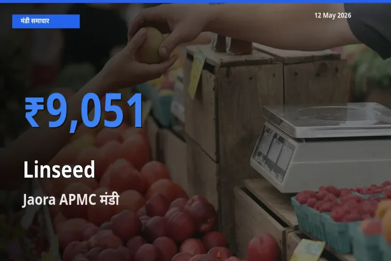 आज अलसी के सबसे ऊँचे दाम ₹9,051 Jaora APMC मंडी में